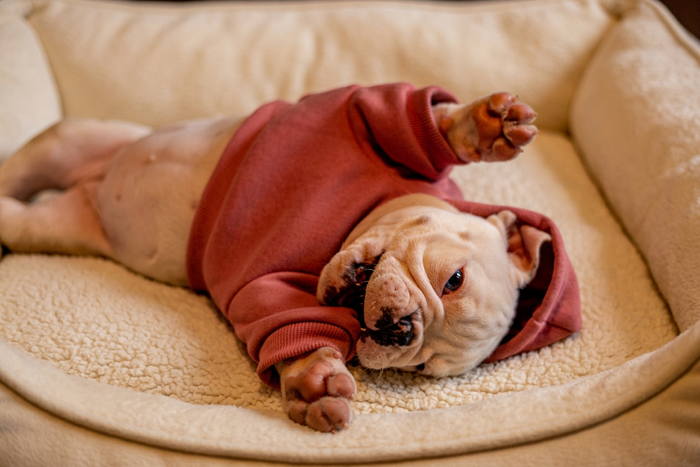 Dog Apparel