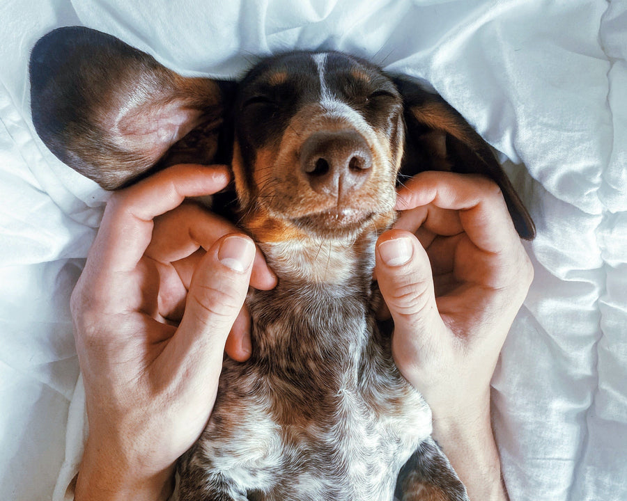 Anxiety relief your dog will actually want to snuggle